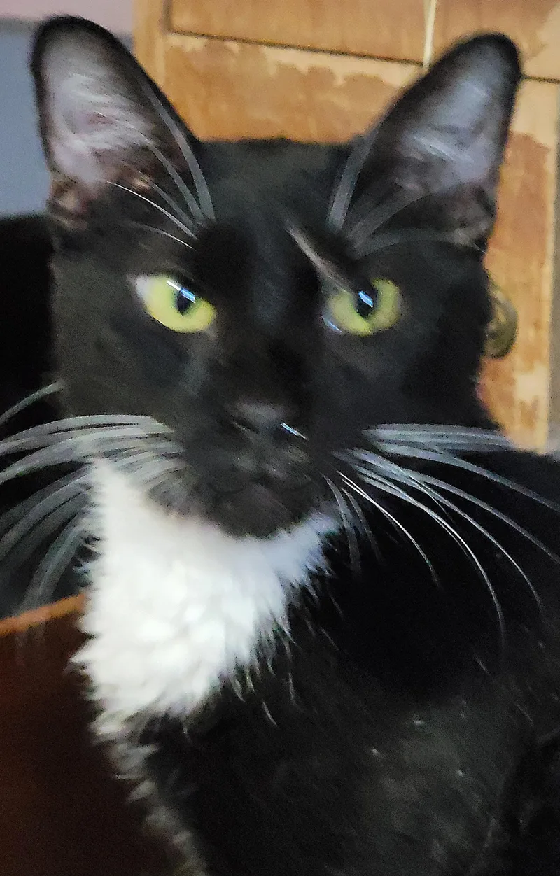 Earl Grey thumbnail 2