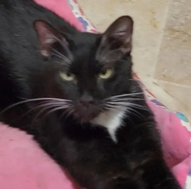 Earl Grey thumbnail 3