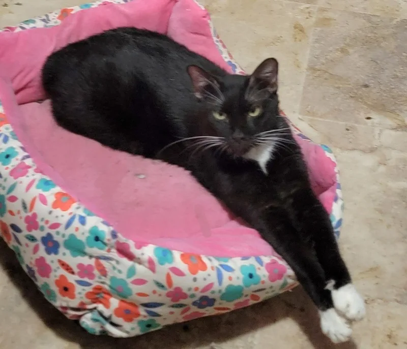 Earl Grey thumbnail 4