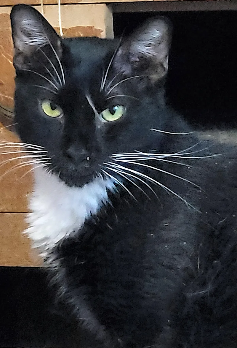 Earl Grey thumbnail 5