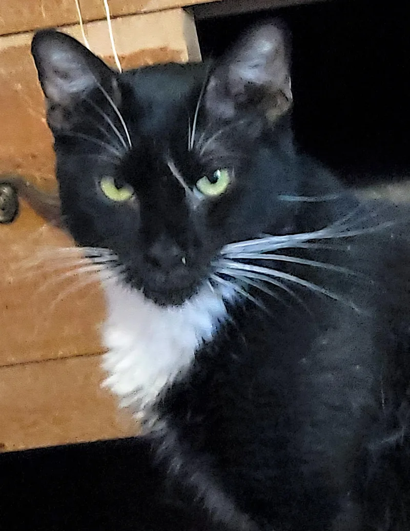 Earl Grey thumbnail 6