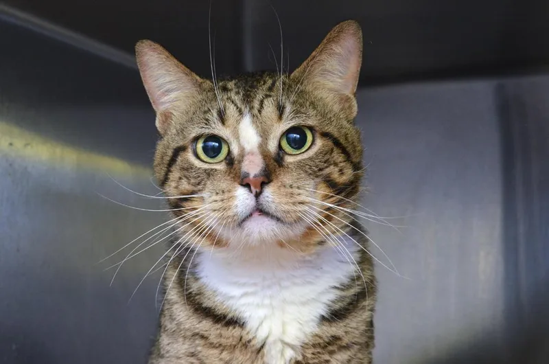 An adult medium-sized male Domestic Short Hair cat named Whiskey for adoption in Sanford, FL