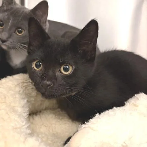 A baby small-sized female Black Domestic Short Hair cat named Azalea for adoption in Marshall, VA