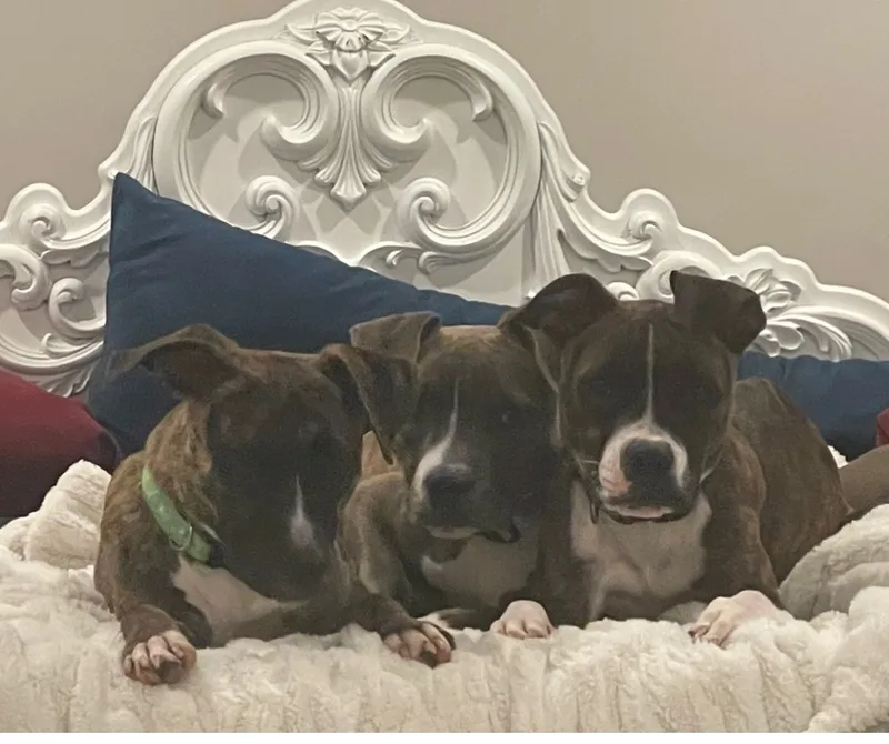 Milk Dud thumbnail 4