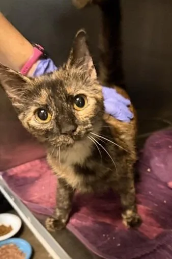 A baby medium-sized female Domestic Short Hair cat named Josephine for adoption in Windsor, CT