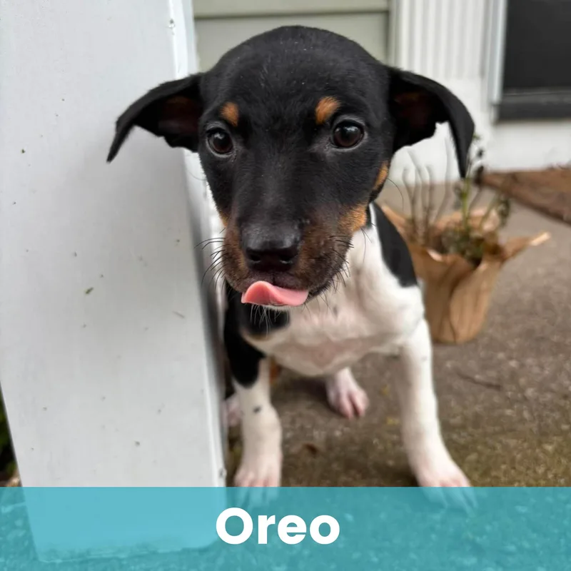 A baby small-sized male Mixed Breed dog named Oreo for adoption in Rochester , NY