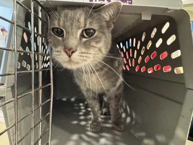 A senior small-sized female Domestic Short Hair cat named Gretchen for adoption in Saint Louis, MO