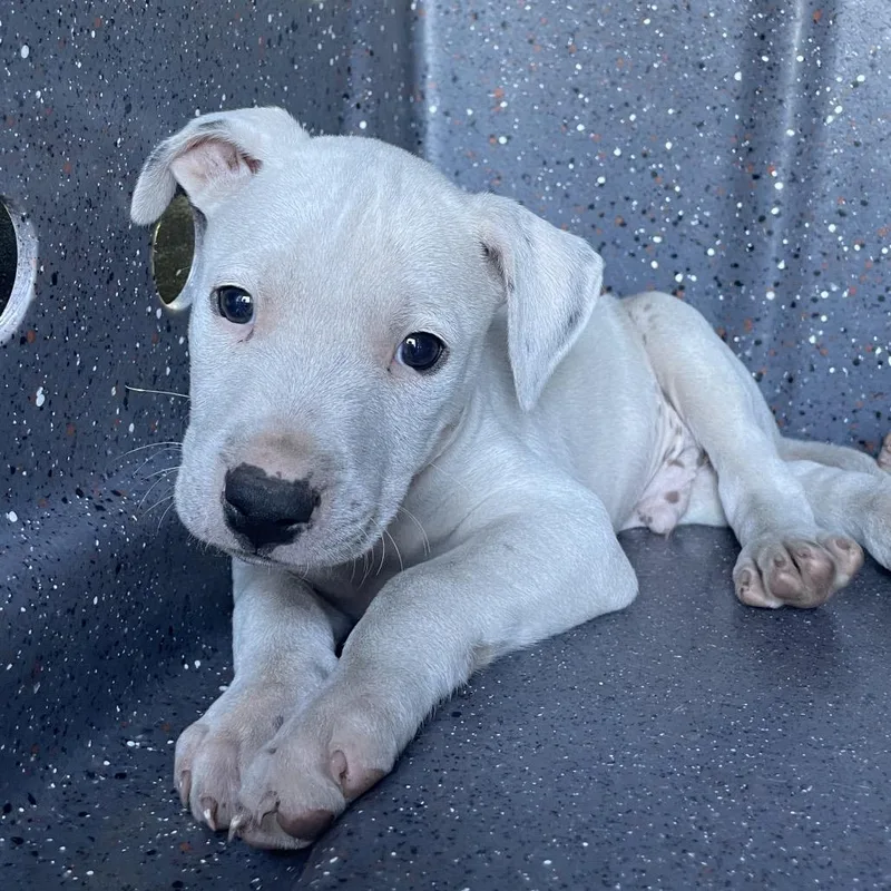 A young medium-sized male White / Cream Greyhound dog named Amor for adoption in Volcano, HI