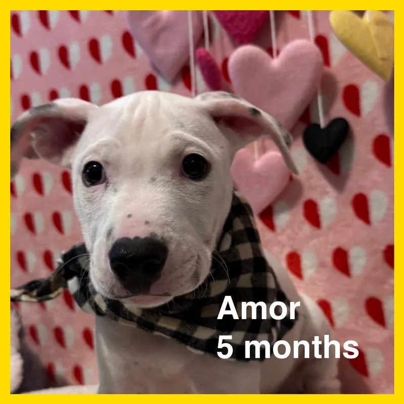 Amor thumbnail 2