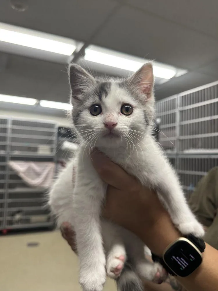 A baby small-sized female White Domestic Short Hair cat named Isadora for adoption in Alexandria, VA