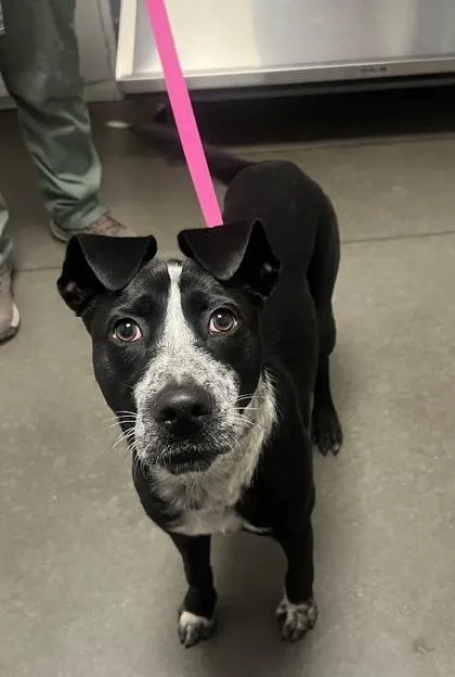 A young medium-sized male Border Collie dog named Bandit for adoption in Fresno, CA