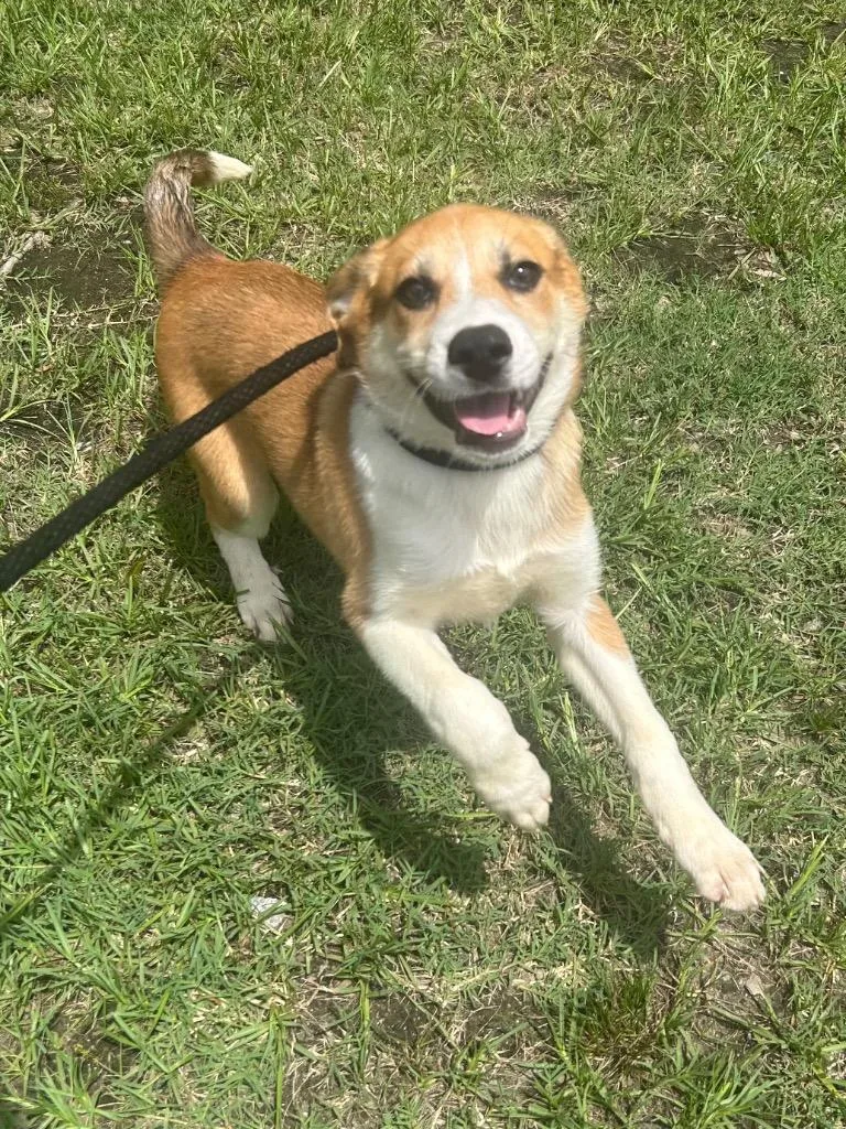 A baby medium-sized male Shepherd dog named Rascal for adoption in Benton, AR