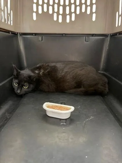 An adult large-sized female Domestic Short Hair cat named Fran for adoption in Westland, MI