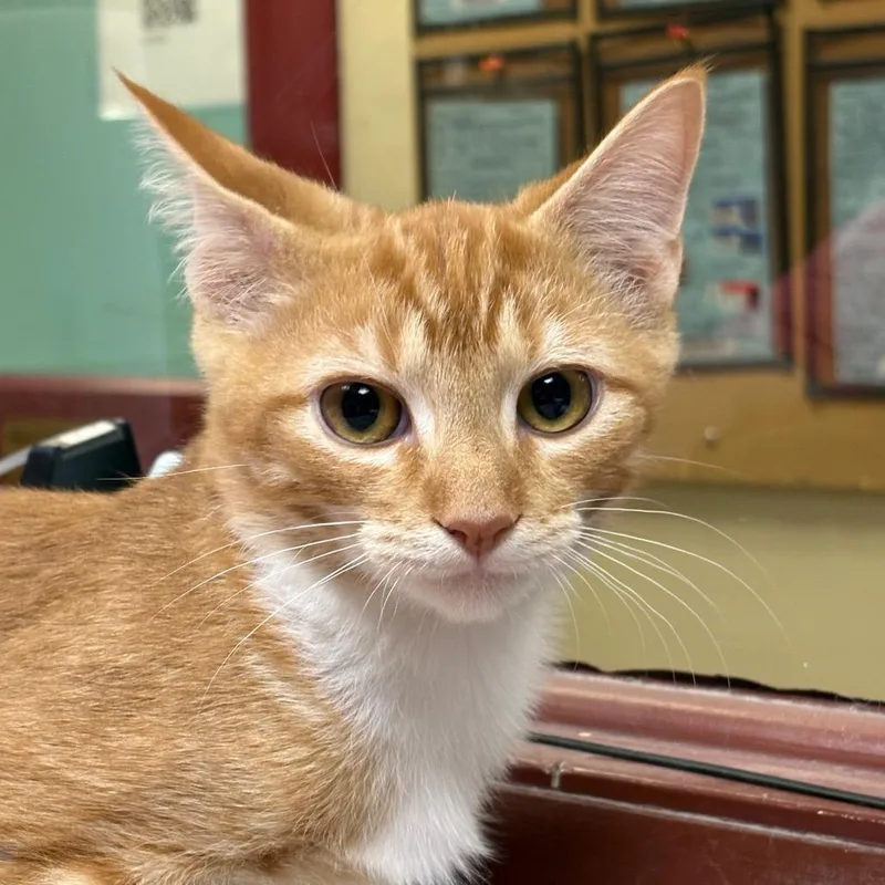 A baby small-sized male Domestic Short Hair cat named Clover for adoption in Shinnston, WV