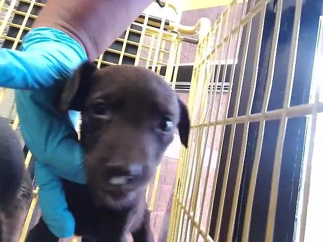 A baby small-sized male Labrador Retriever dog named Uno for adoption in Tulsa, OK