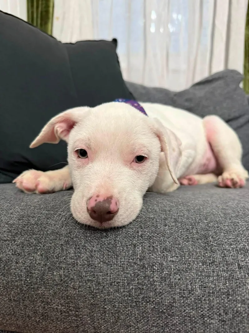 A baby medium-sized male Terrier dog named Olaf for adoption in Collingswood, NJ