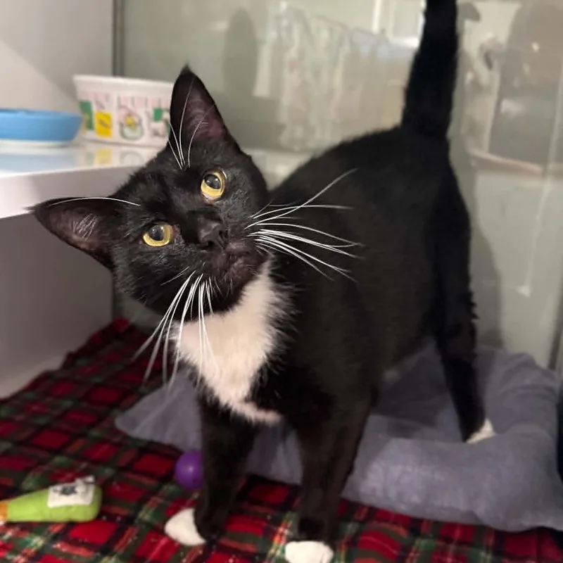 An adult large-sized male Black Domestic Short Hair cat named Bosch for adoption in Penn Yan, NY