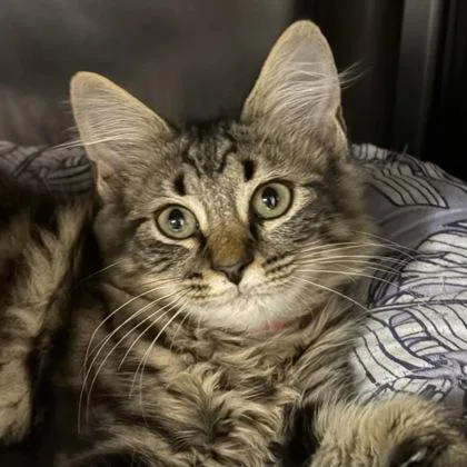 A young small-sized female Brown / Chocolate Domestic Medium Hair cat named Piplup for adoption in North Myrtle Beach, SC