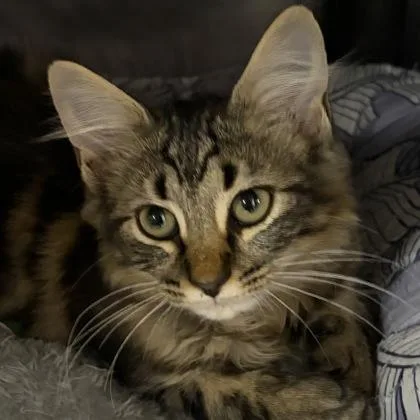 Piplup thumbnail 3