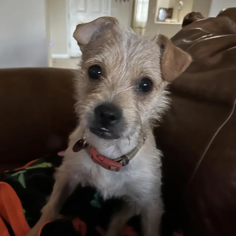 A young small-sized male Apricot / Beige Chihuahua dog named Happy for adoption in Las Vegas, NV