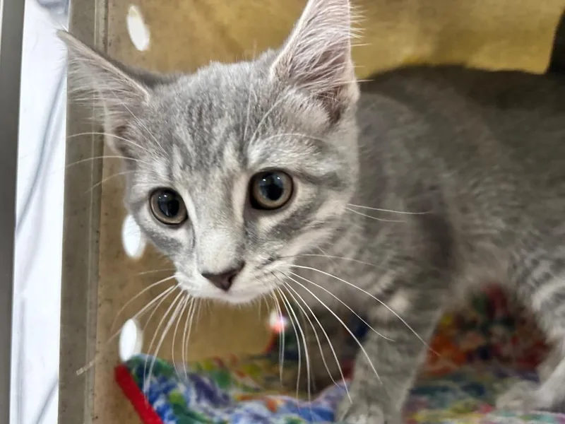 A baby small-sized male Domestic Short Hair cat named Rowan for adoption in Powell, OH