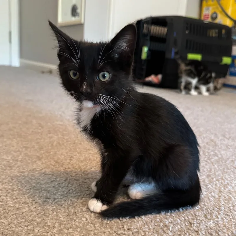 A baby small-sized female Black Domestic Short Hair cat named Grapefruit for adoption in La Grange, KY