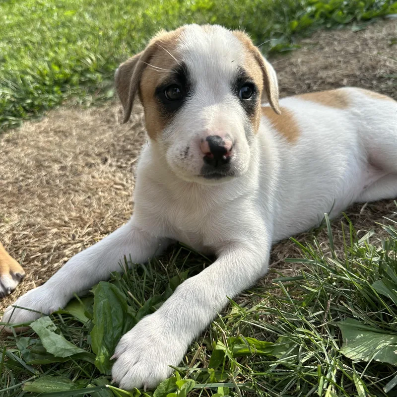 Canela