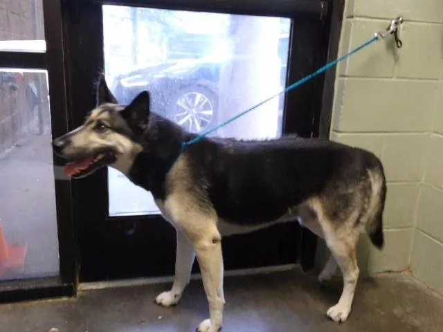 An adult large-sized male German Shepherd Dog dog named Doc Holiday for adoption in Tulsa, OK