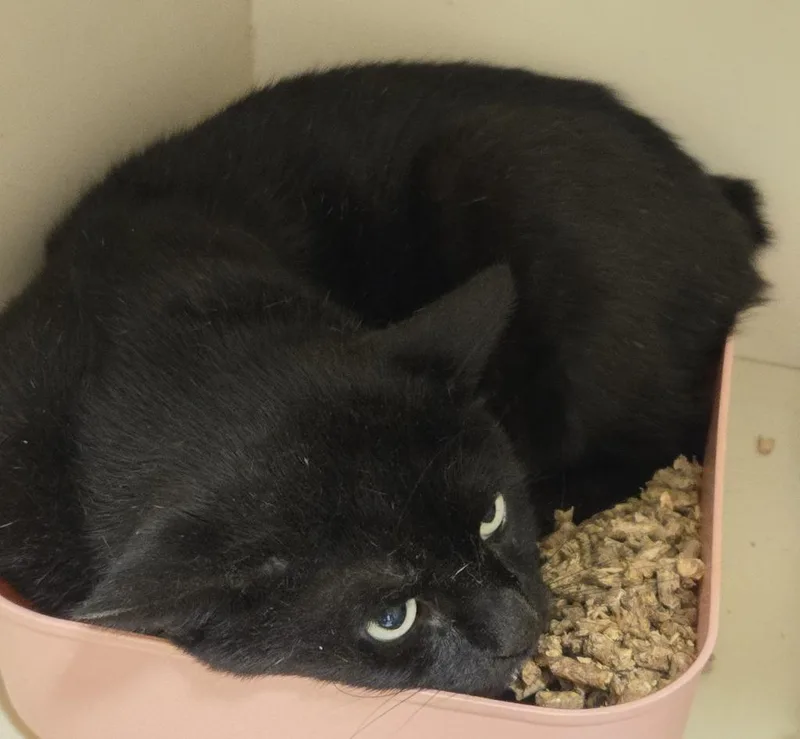 An adult medium-sized male Domestic Short Hair cat named Bob Branford for adoption in Windsor, CT