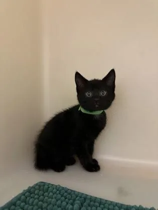 A young small-sized female Domestic Short Hair cat named Ginger Snap for adoption in King William, VA