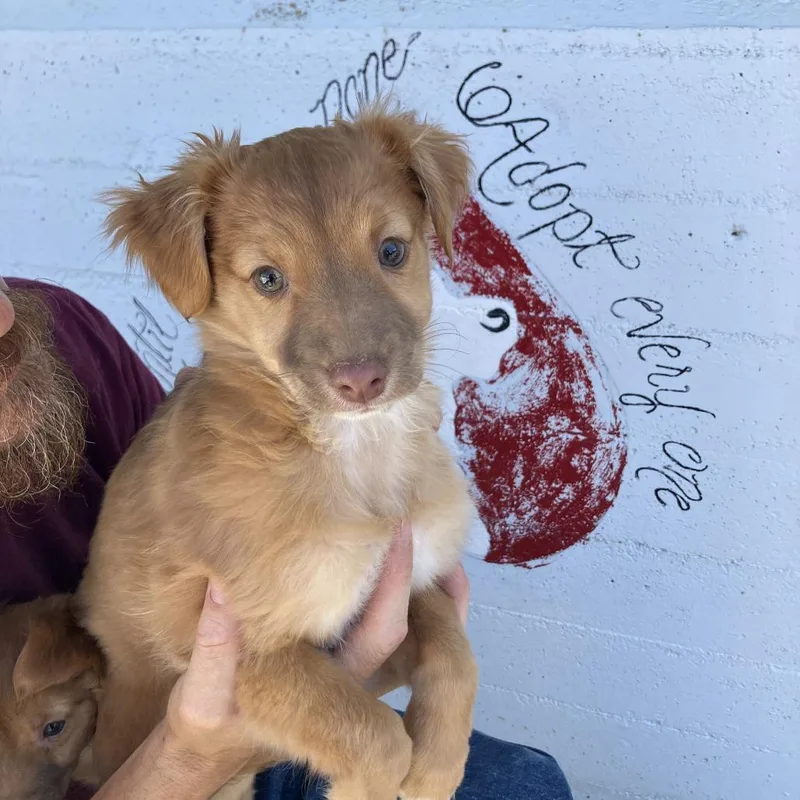 A baby small-sized female Red / Chestnut / Orange Golden Retriever dog named Paulette for adoption in Hawthorne, CA