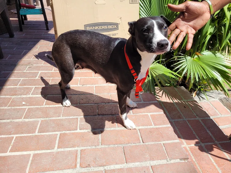 An adult small-sized female Mixed Breed dog named Bella for adoption in San Pedro, CA