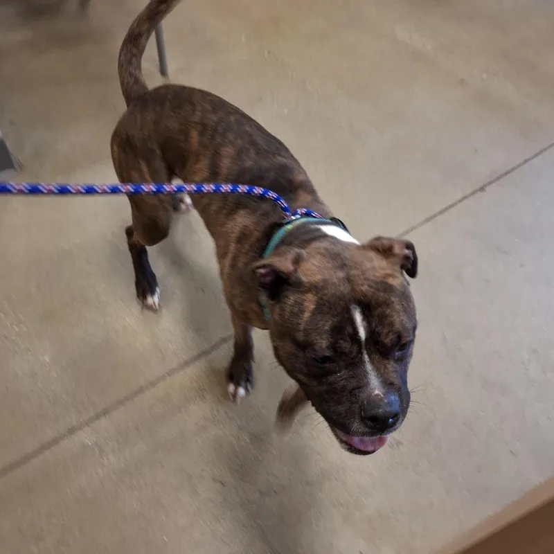 An adult medium-sized male Brown / Chocolate Boxer dog named Orang for adoption in Baltimore, MD