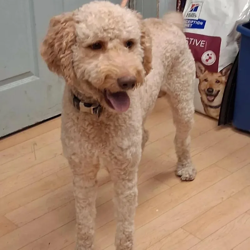 An adult medium-sized male Golden Retriever dog named Nemo for adoption in Spokane, WA