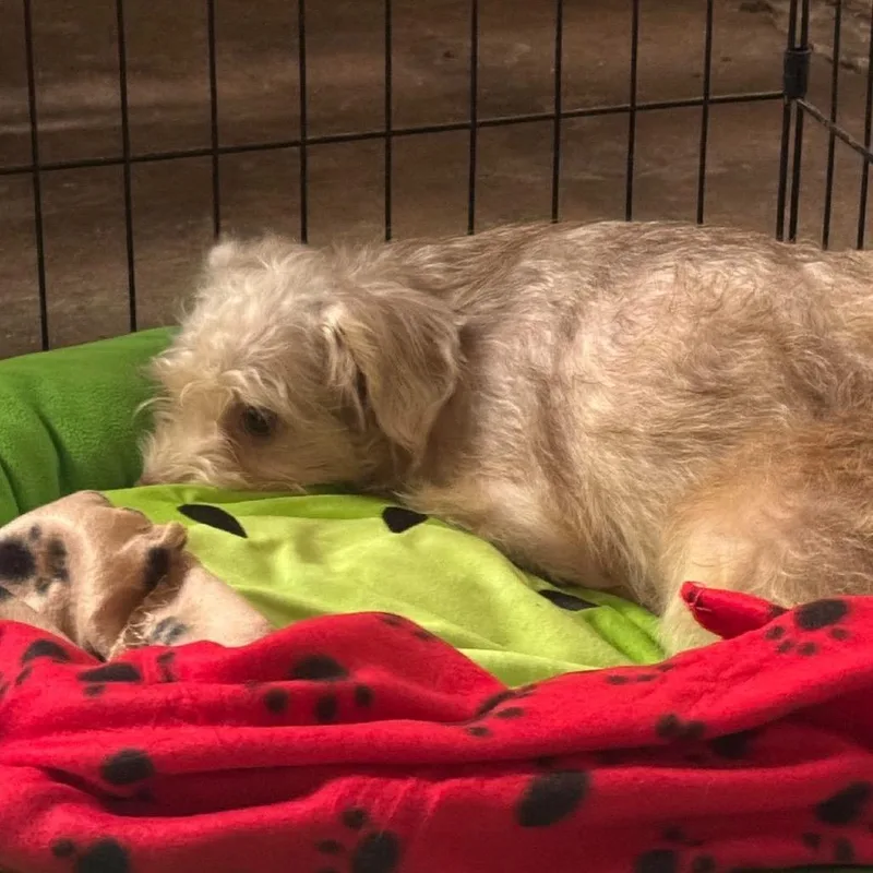 An adult small-sized female Terrier dog named Blossom for adoption in Prospect, KY