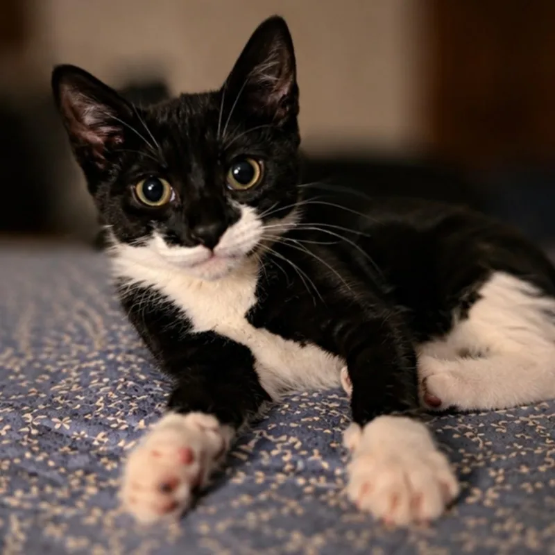 A baby medium-sized female Black & White / Tuxedo Domestic Short Hair cat named Tinker for adoption in West Orange, NJ