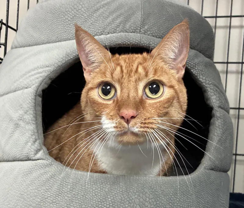 An adult large-sized male Tabby (Orange / Red) Domestic Short Hair cat named Herman for adoption in Breinigsville, PA