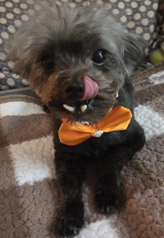 An adult small-sized male Black Yorkshire Terrier dog named Rocky for adoption in League City, TX