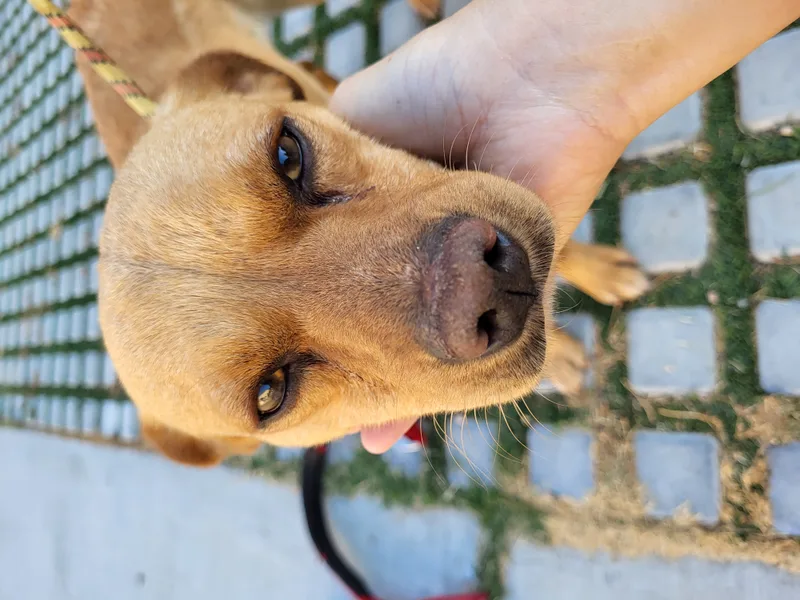 Peanut And Benny Hill!! thumbnail 2