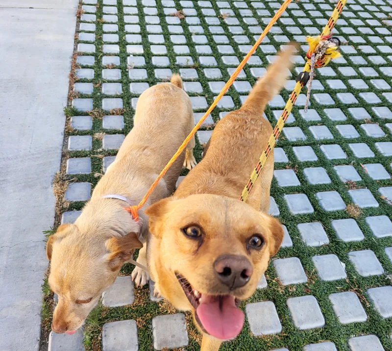 Peanut And Benny Hill!!