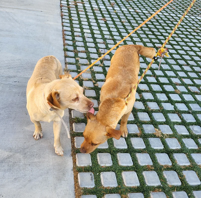 Peanut And Benny Hill!! thumbnail 3