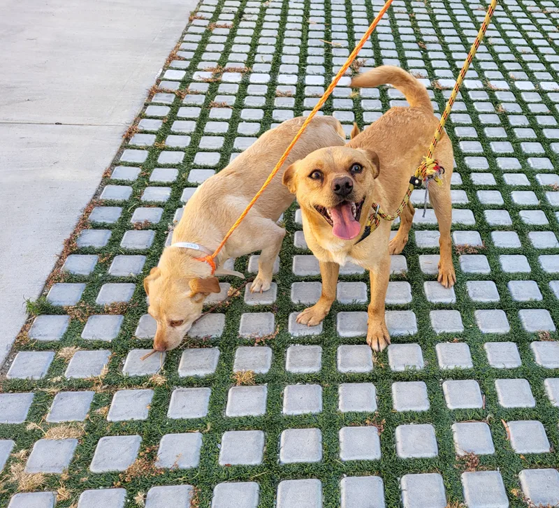 Peanut And Benny Hill!! thumbnail 5