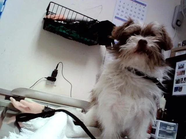 A young small-sized male Terrier dog named Bill Murray for adoption in Martinez, CA