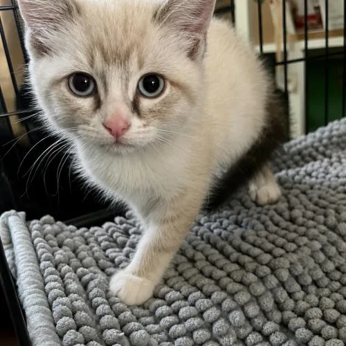 A baby small-sized male Blue Point Domestic Short Hair cat named Boba for adoption in Edmond, OK