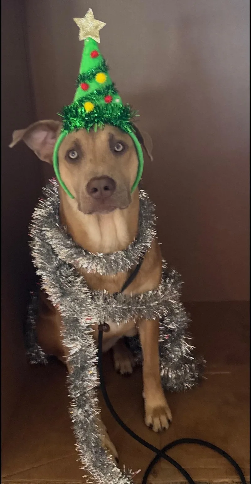 A young medium-sized female Yellow / Tan / Blond / Fawn Mixed Breed dog named Elveera for adoption in Bastrop, TX