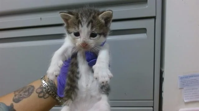 A baby small-sized female Domestic Short Hair cat named Sally for adoption in Miami, FL