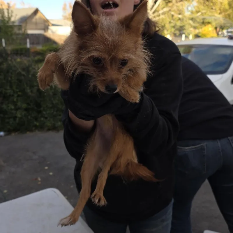 A young small-sized female Brown / Chocolate Mixed Breed dog named Peanut for adoption in Klamath Falls, OR