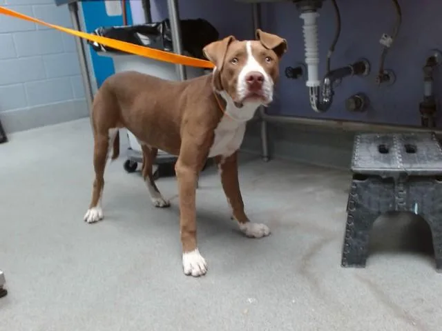 A young medium-sized male Pit Bull Terrier dog named Choco for adoption in Albuquerque, NM