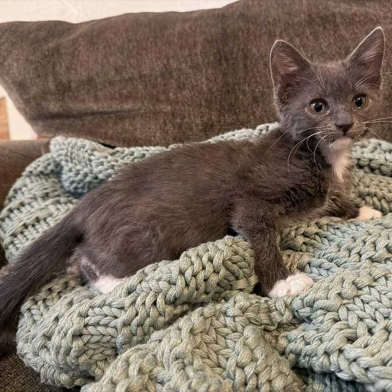 A baby medium-sized female Gray & White Domestic Short Hair cat named Glacier for adoption in Queen Creek, AZ