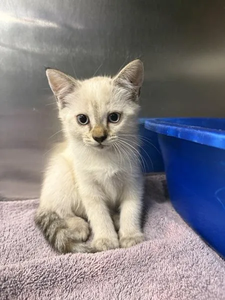 A baby small-sized female Domestic Short Hair cat named Parmesan for adoption in Millersville, MD